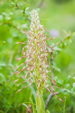İlkbaharda açan orkideler, Barbone adriatico Himantoglossum adriaticum