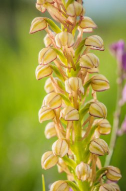 İlkbaharda çiçek açan orkideler, antropophora.