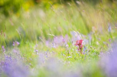 İlkbaharda filizlenen orkideler, Anacamptis papilionacea