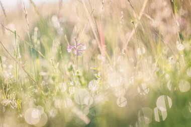 İlkbaharda filizlenen orkideler, Anacamptis papilionacea