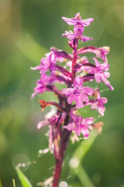 Orchis Quadripunctata İlkbaharda çiçek açıyor