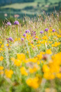 İlkbaharda çiçek açan orkideler, neotinea tridentata