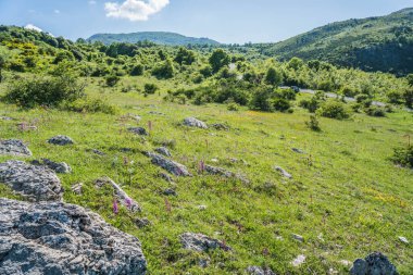 İlkbaharda açan orkideler, baharda açan çayırlar.