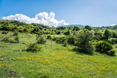 İlkbaharda açan orkideler, baharda açan çayırlar.