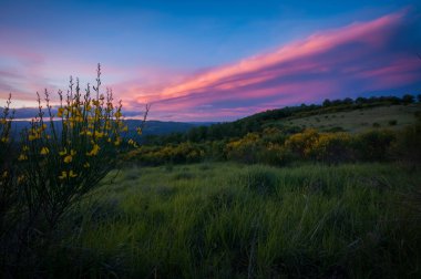Süpürgeler bahar çayırında kırmızı günbatımında çiçek açıyor.