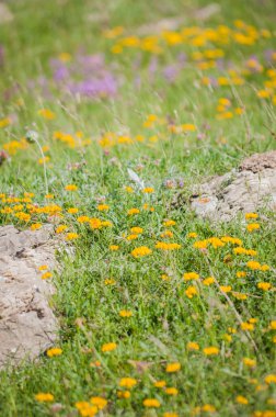 İlkbaharda açan çayırlar