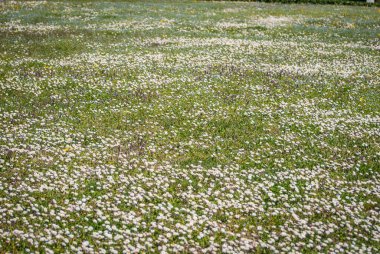 İlkbaharda açan çayırlar