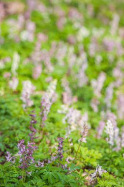 İlkbaharda açan çayırlar