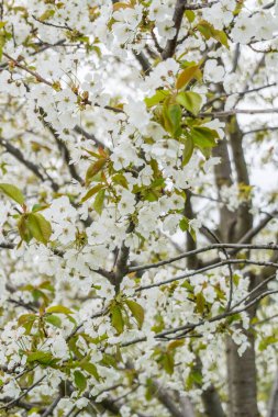 fiori di ciliegio primo piano, rami di ciliegio pieni di fiori