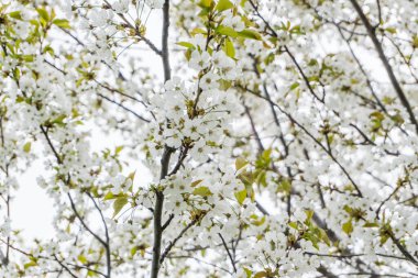 fiori di ciliegio primo piano, rami di ciliegio pieni di fiori