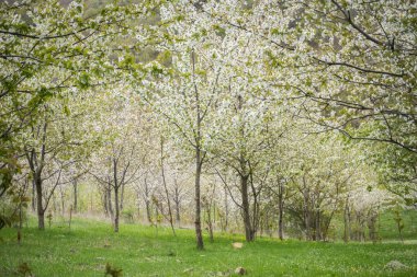 İlkbaharda kiraz çiçekleri, kiraz ağaçları ve çiçeklerle dolu dallar.