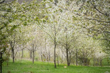 İlkbaharda kiraz çiçekleri, kiraz ağaçları ve çiçeklerle dolu dallar.