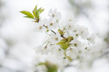 fiori di ciliegio primo piano, rami di ciliegio pieni di fiori