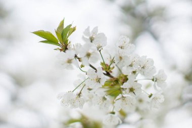 fiori di ciliegio primo piano, rami di ciliegio pieni di fiori