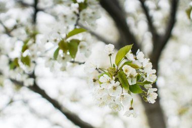 fiori di ciliegio primo piano, rami di ciliegio pieni di fiori