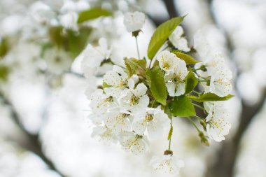 fiori di ciliegio primo piano, rami di ciliegio pieni di fiori