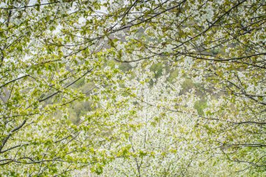 İlkbaharda kiraz çiçekleri, kiraz ağaçları ve çiçeklerle dolu dallar.