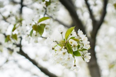 fiori di ciliegio primo piano, rami di ciliegio pieni di fiori