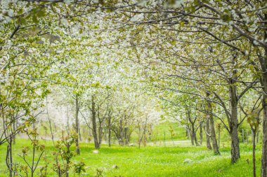 İlkbaharda kiraz çiçekleri, kiraz ağaçları ve çiçeklerle dolu dallar.
