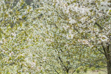 İlkbaharda kiraz çiçekleri, kiraz ağaçları ve çiçeklerle dolu dallar.