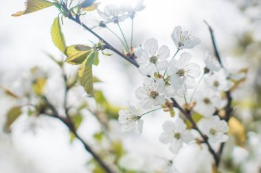 fiori di ciliegio primo piano, rami di ciliegio pieni di fiori