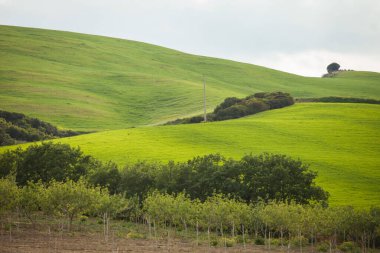 Baharda çorak topraklarda açan çayırlar baharda açan sarı çayırlar