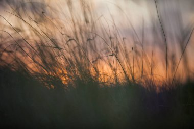 Güney İtalya 'da gün batımında çayırlar