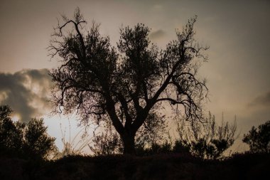 Gün batımında zeytin ağacı