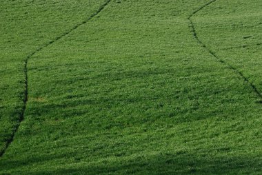 İlkbaharda ekilen yeşil tarlalar