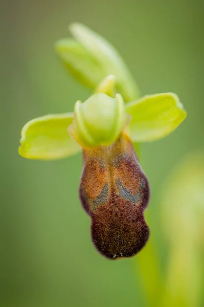 Blooming Ophrys Fusca Spring — Stock Photo, Image