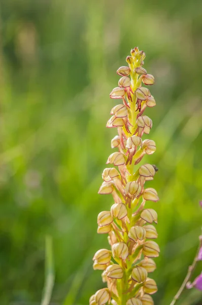 Stock image blooming of orchids at spring,  orchis anthropophora