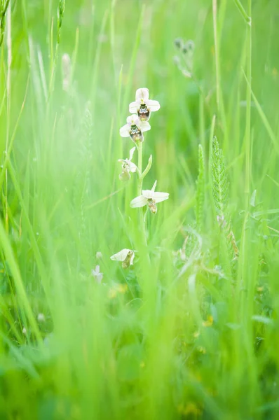 Floração Orquídeas Primavera Ophrys Tenthredinifera Neglecta — Fotografia de Stock