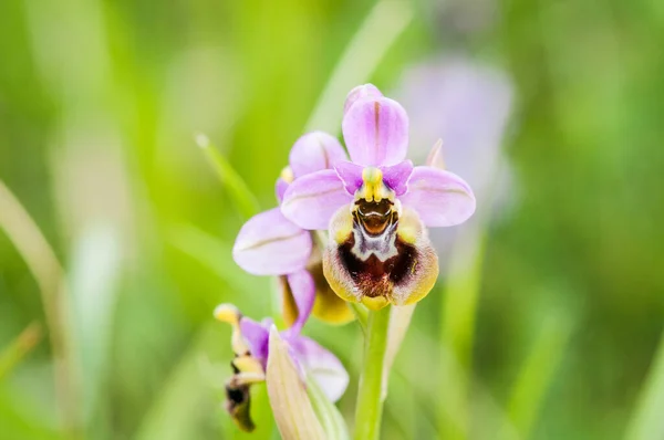 Blooming Ophrys Tenthredinifera Neglecta Spring — Stock Photo, Image