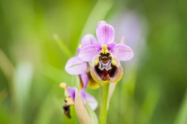 Blooming Ophrys Tenthredinifera Neglecta Spring — Stock Photo, Image