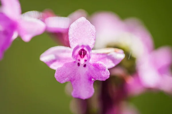 Blooming Orchids Spring Orchis Quadripunctata — Stock Photo, Image