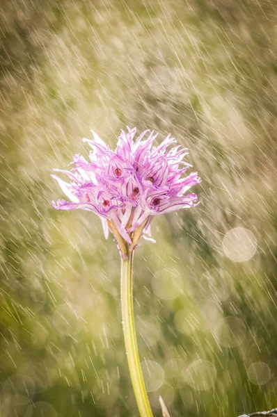 Blooming Orchids Spring Meadow Spring Thunderstorm Orchis Neotinea Tridentata — Stock Photo, Image