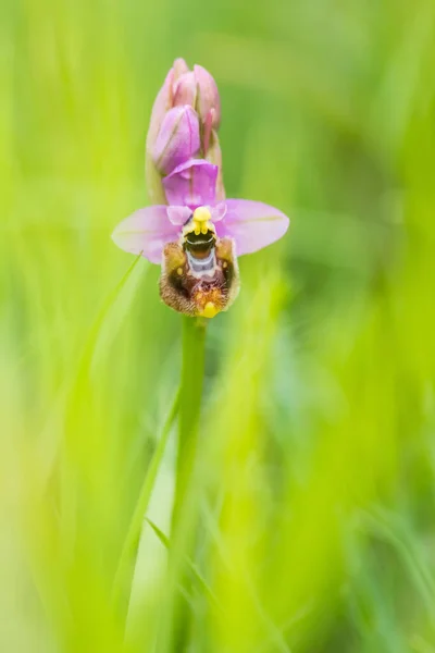Blommande Ophrys Tenthredinifera Neglecta Våren — Stockfoto