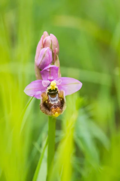 Floraison Ophrys Tenthredinifera Neglecta Printemps — Photo
