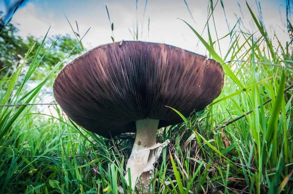 Giant Mushroom Hidden Grass — Stock Photo, Image
