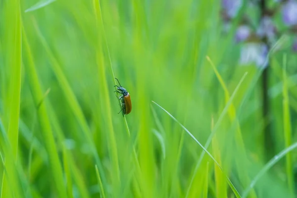 Insekt Våren Mikrovärlden Landsbygden — Stockfoto