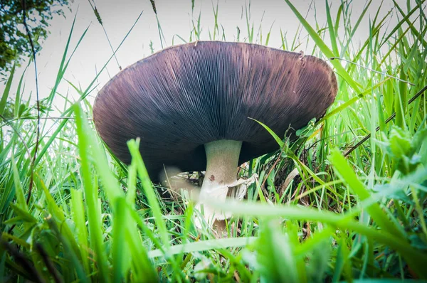 Giant Mushroom Hidden Grass — Stock Photo, Image