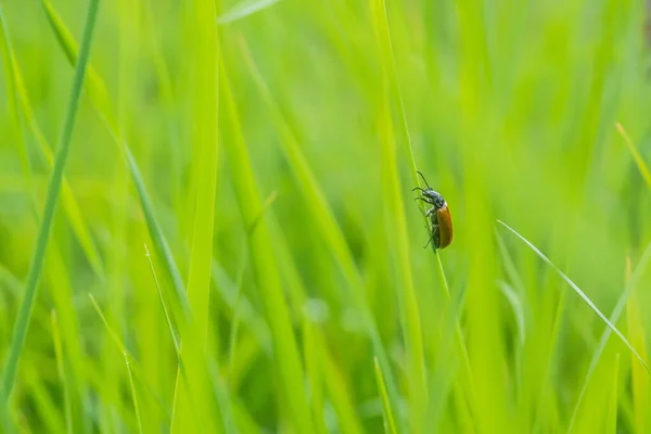 春天的昆虫在农村的微观世界里 — 图库照片