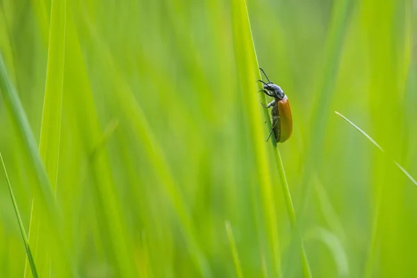 Insekt Våren Mikrovärlden Landsbygden — Stockfoto