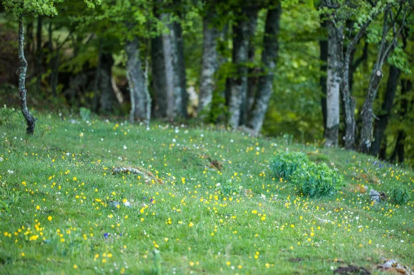 Blühende Wiesen Frühling — Stockfoto