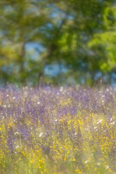 Bloeiende Weiden Het Voorjaar — Stockfoto