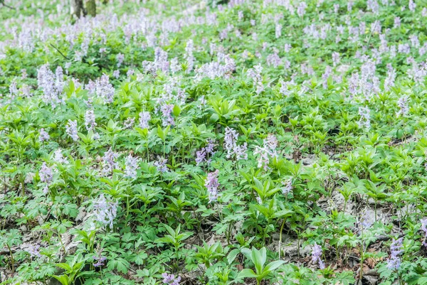 stock image meadows in bloom at spring