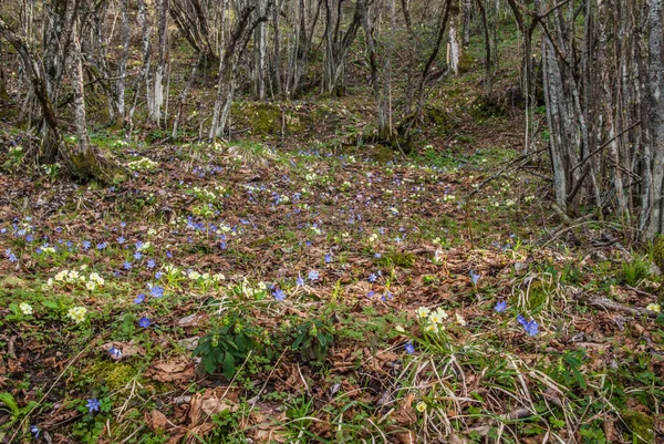 Łąki Kwitną Wiosną — Zdjęcie stockowe