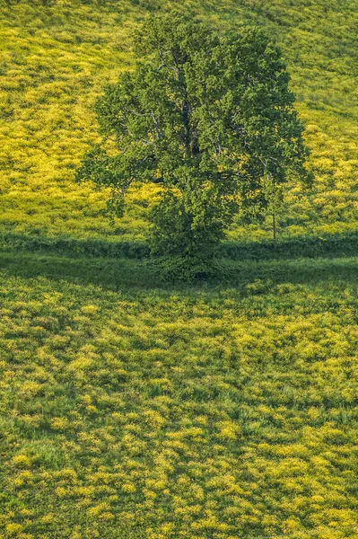 Луга Цветут Весной — стоковое фото