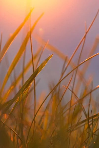 Trawa Pięknym Tle Zachodu Słońca — Zdjęcie stockowe