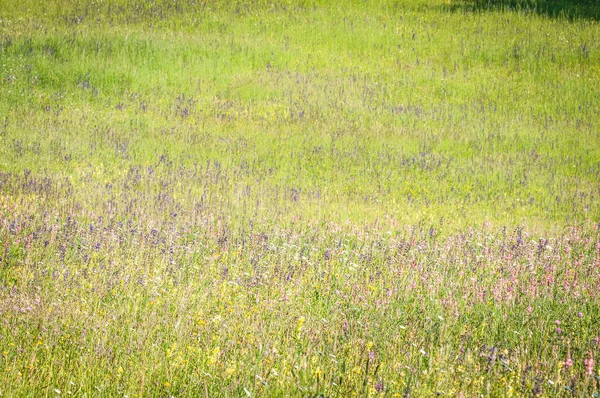 Bloeiende Weiden Het Voorjaar — Stockfoto